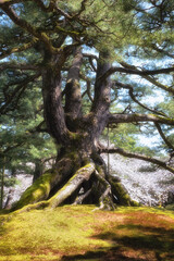 Fototapeta premium Big tree in Kanazawa garden - Japan