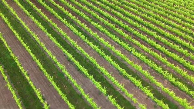 Lignes et vignes