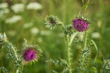 Oset – rodzaj roślin z rodziny astrowatych. Zasięg rodzaju obejmuje Europę, Azję i Afrykę.