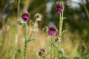Oset – rodzaj roślin z rodziny astrowatych. Zasięg rodzaju obejmuje Europę, Azję i Afrykę.