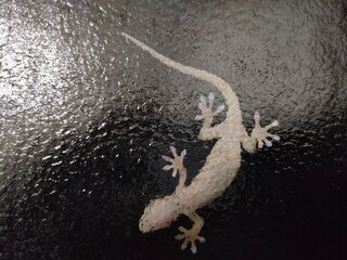 夜のガラスに張り付くヤモリの近接写真