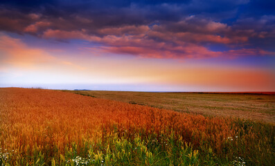 Landscape, field and sunset in nature for agriculture with colorful sky, environment or plants in countryside. Wallpaper, wheat and cornfield in farmland with sunrise, dusk and growth for background © Dhoxax/peopleimages.com