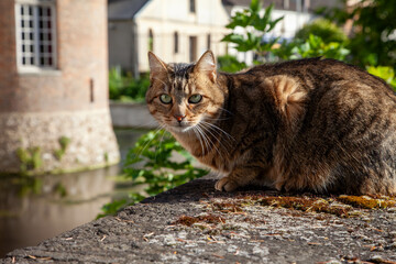 Chat dans un jardin