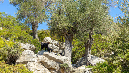 Wild mountain goats on wild abandoned Camellia island in Aegean Sea, Turkey. Boat trips in Aegean Sea