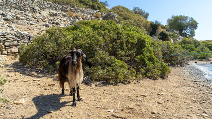 Wild mountain goat on wild abandoned Camellia island in Aegean Sea, Turkey. Boat trips in Aegean Sea