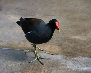 Common gallinule with black feathers and thin white streak, a yellow tipped red bill and forehead, and thick legs with long toes is standing on a concrete walkway.