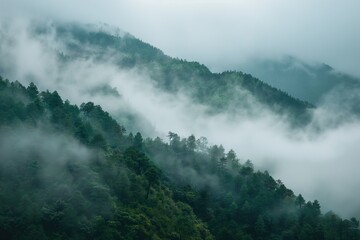 Foggy mountain landscape with coniferous forest in the morning.