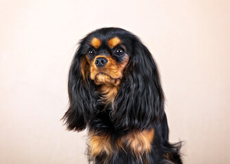 Close-up portrait of a Cavalier King Charles Spaniel black and tan color on a beige background