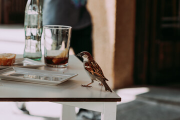 Sparrow Searching for Food on Outdoor Cafe Table