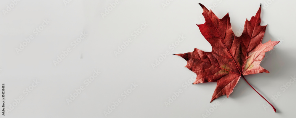 Canvas Prints canada day background with an elegant, minimalistic design featuring a single, large maple leaf on a