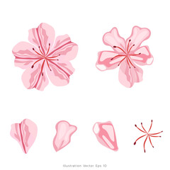 Japanese cherry blossoms flowers vector, Elements symbol of Japan, Vector illustration EPS 10