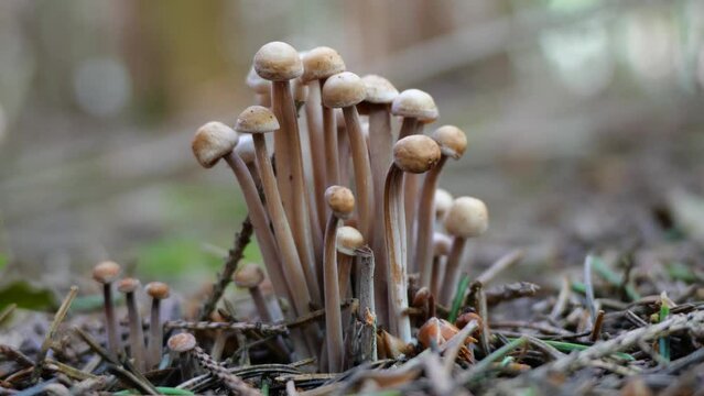 Knopfstieliger B&uuml;schelr&uuml;bling (GYMNOPUS CONFLUENS)