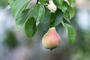 Pear Tree Branch with Fruit in the Garden