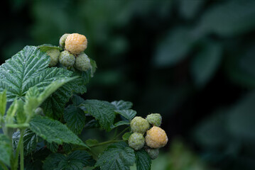 Yellow Raspberry Branches with Fruit in the Garden