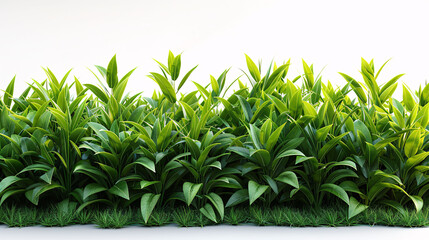 Obraz premium Green Grass Isolated White Background With Gradient Mesh, Vector Illustration