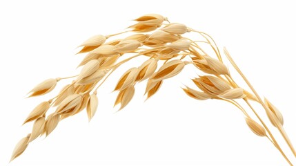 Delicate dry ears of oats gracefully overlap, set against a clean white background.