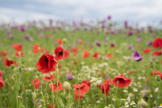 Mohnbl&uuml;te im GEO Naturpark Frau-Holle-Land (Hessen, Deutschland). 