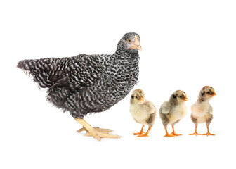 Chicken with cute chicks on white background