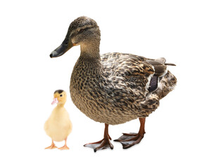 Duck and small fluffy duckling on white background