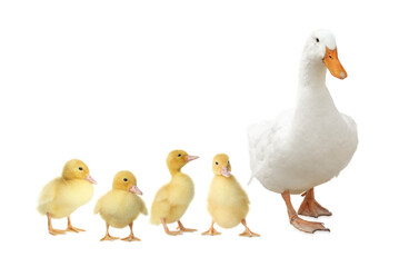 Duck and small fluffy ducklings on white background