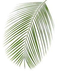 Obraz premium One green coconut palm leaf isolated on white