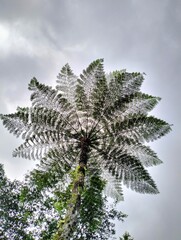 The atmosphere of the garden is filled with plants and trees