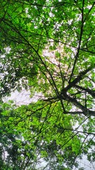 The atmosphere of the garden is filled with plants and trees