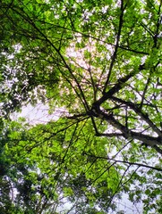 The atmosphere of the garden is filled with plants and trees