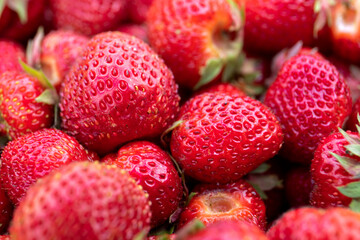 Close-up of organically grown red strawberries for a healthy diet