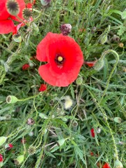 Red Poppy Fields under a Blue Sky