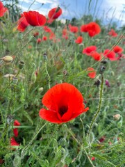 Red Poppy Fields under a Blue Sky