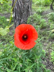 Red Poppy Fields under a Blue Sky