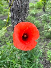 Red Poppy Fields under a Blue Sky