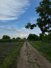 Under a bright blue sky dotted with fluffy white clouds, vast fields and lush vineyards stretch across the landscape. The rows of grapevines, meticulously aligned, create a rhythmic pattern that guide