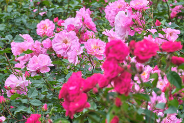 札幌大通公園12丁目バラ園「サンクンガーデン」の二色のバラ / Two-color roses in the Sunken Garden, Sapporo Odori Park 12-chome Rose Garden
