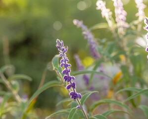 butterfly on lavender