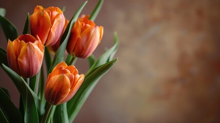 Naklejka premium Orange tulips with blank space for text