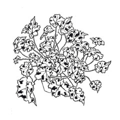 Naklejka premium begonia houseplant onlyplantfans