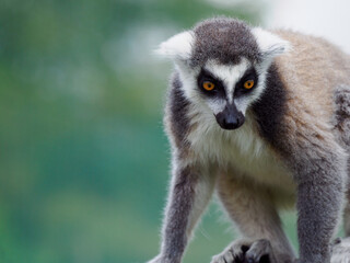 portrait of a lemur on a green background