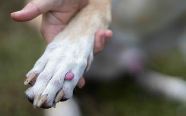 tumor on a dog's paw, cancer in a pet.