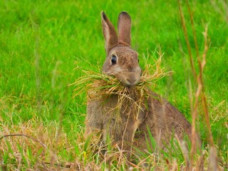 Rabbit in a grassy field with a mouthful of dry grass, looking alert and surrounded by greenery.