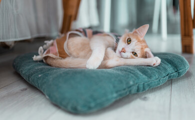 Sterilized cat in an anti-licking weaning suit. Young kitten wears Surgical Recovery Suit. Cat...