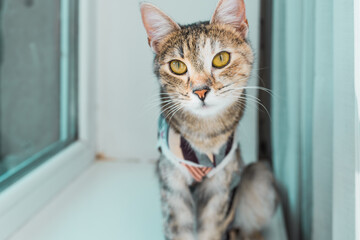 Sterilized cat in an anti-licking weaning suit. Young kitten wears Surgical Recovery Suit. Cat...