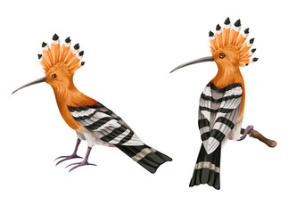 Hoopoe birds isolated. Vector. © Yumeee