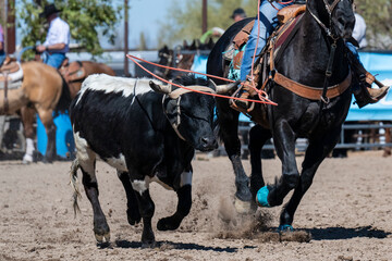 Details of horses and steers in an Arizona roping event