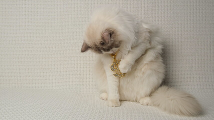 Cat and dollars. Rich cat.