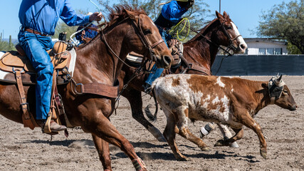 Details of horses and steers in an Arizona roping event