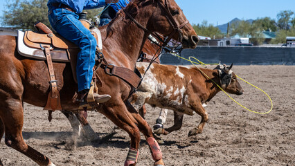 Details of horses and steers in an Arizona roping event