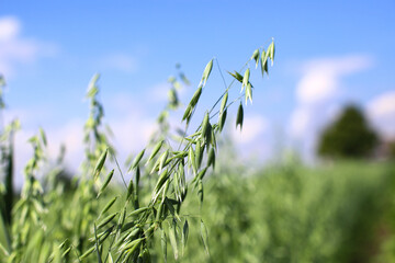 Young green sprouts of rye fly in the blue sky. Agrarian landscape of Ukraine on a sunny summer day. The concept of environmentally friendly agriculture. world food crisis.