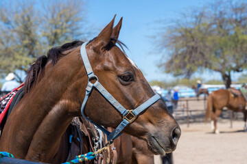 An Arizona beautiful brown horse in a roping event